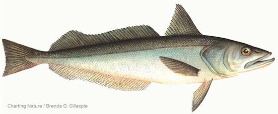 Pretty Silver hake