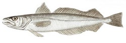 Pretty Silver hake