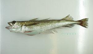 Pretty Silver hake