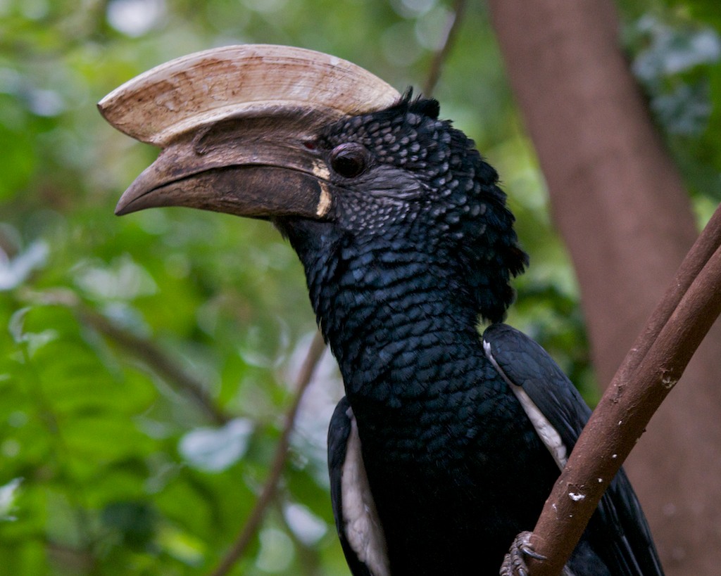 Silvery-cheeked hornbill