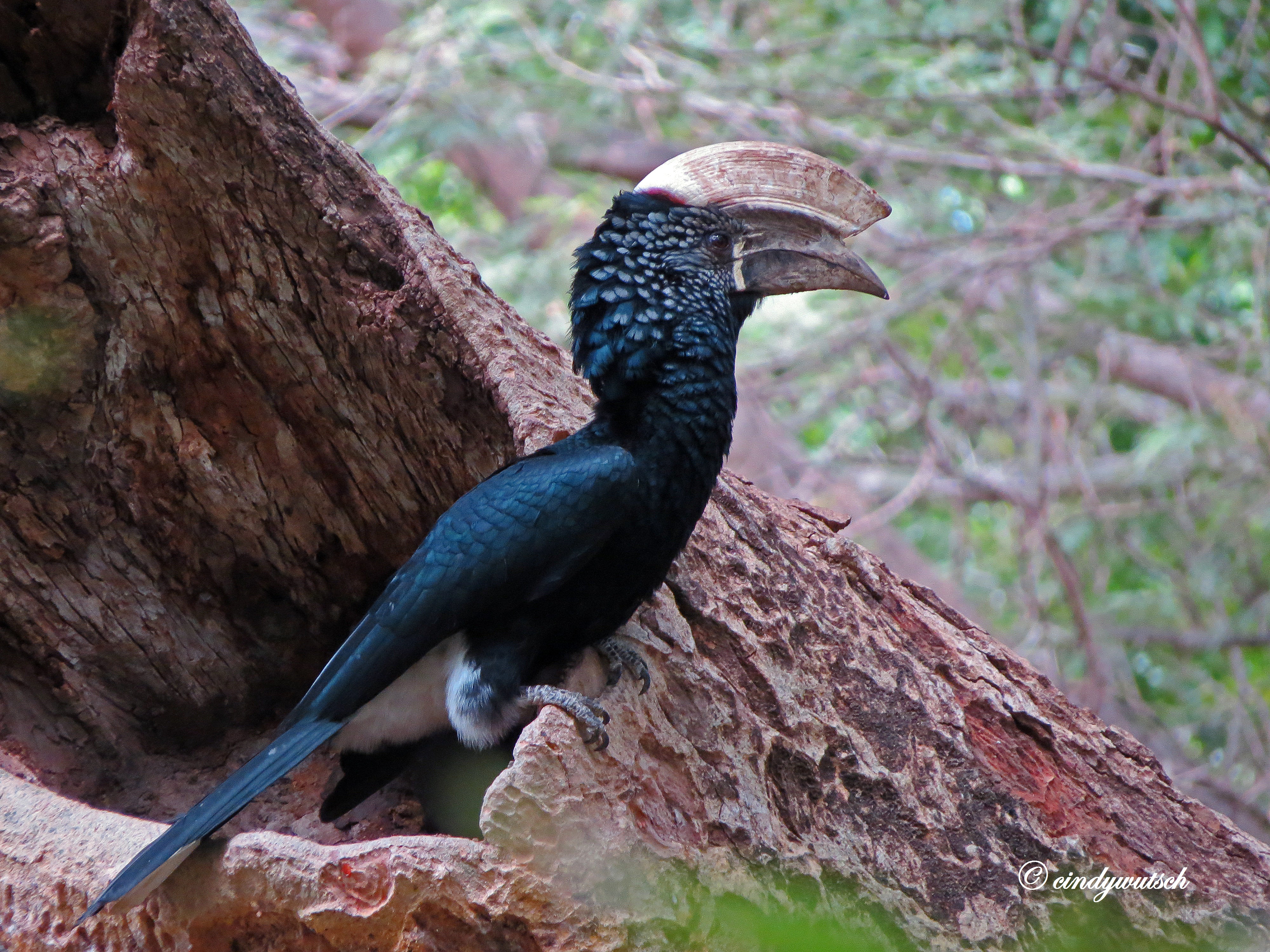 Pretty Silvery-cheeked hornbill