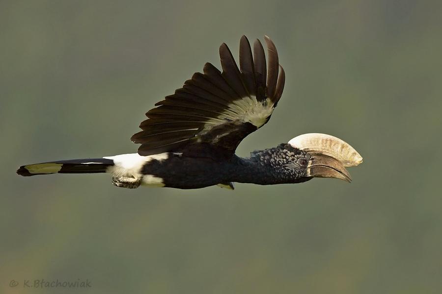 Pretty Silvery-cheeked hornbill