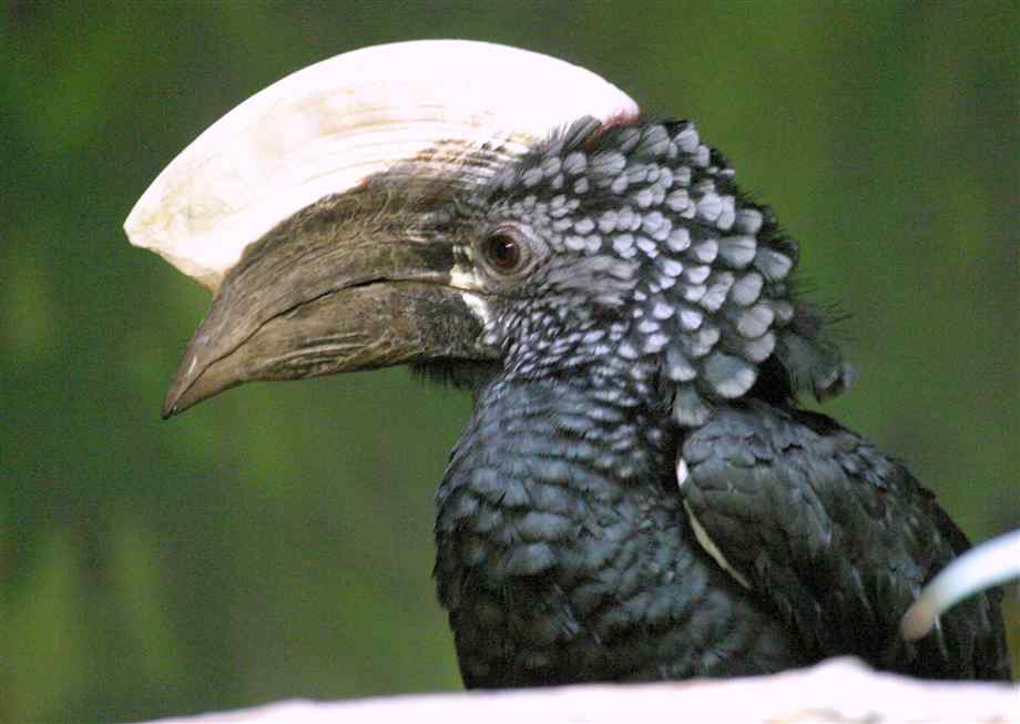 Pretty Silvery-cheeked hornbill