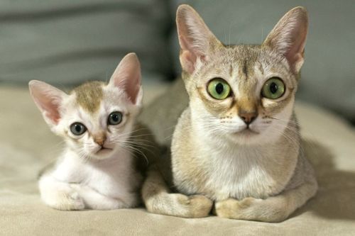 Nice Singapura - cat Breed