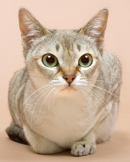 Cool Singapura - cat Breed