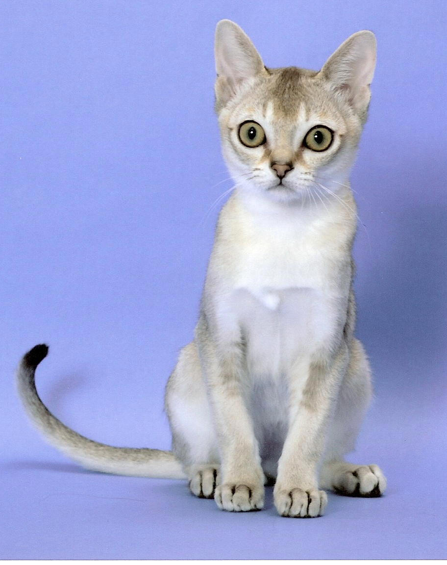 Pretty Singapura - cat Breed