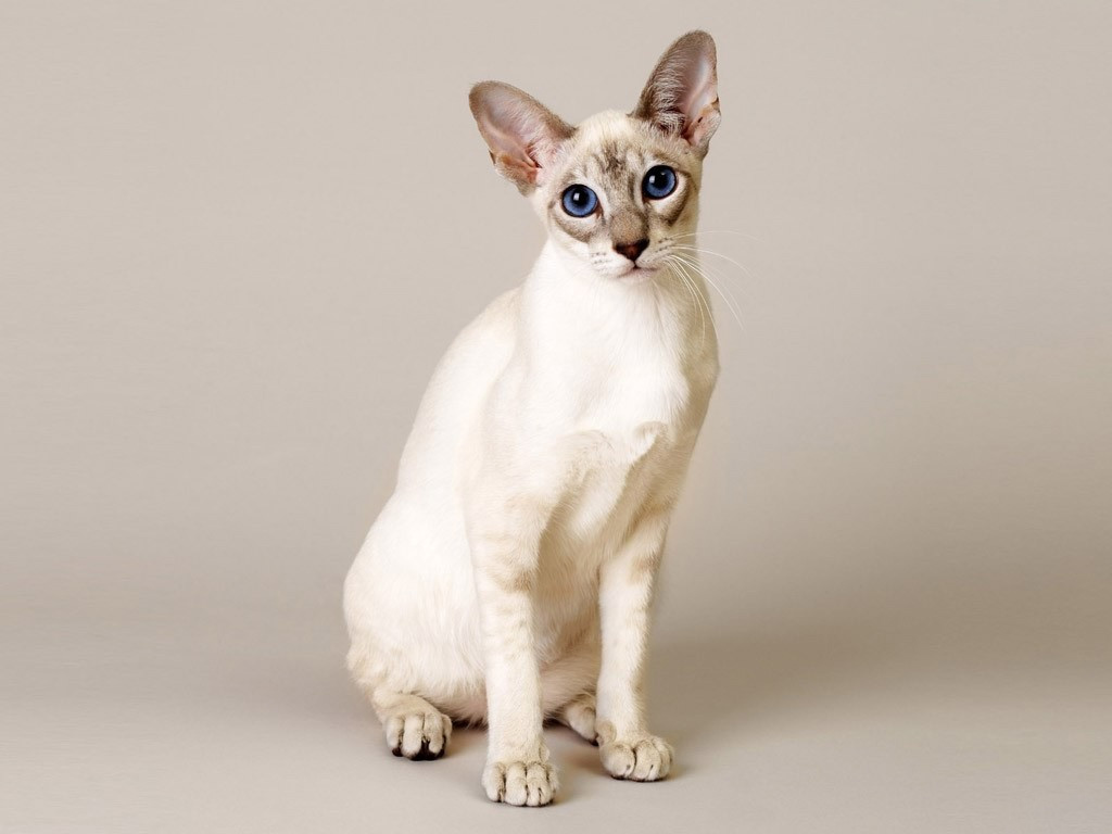 Cute Singapura - cat Breed