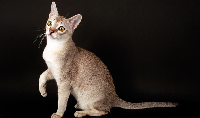 Wallpaper Singapura - cat Breed