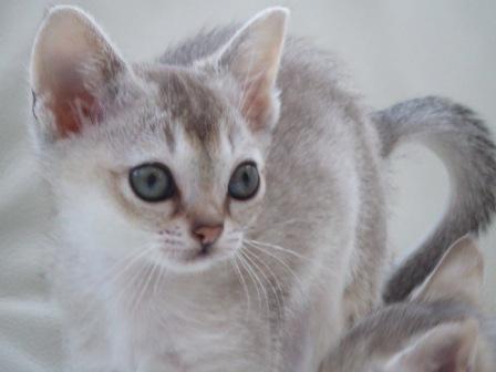 Photo Singapura - cat Breed