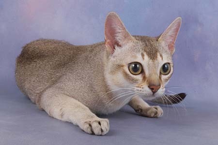 Singapura - cat Breed wallpaper