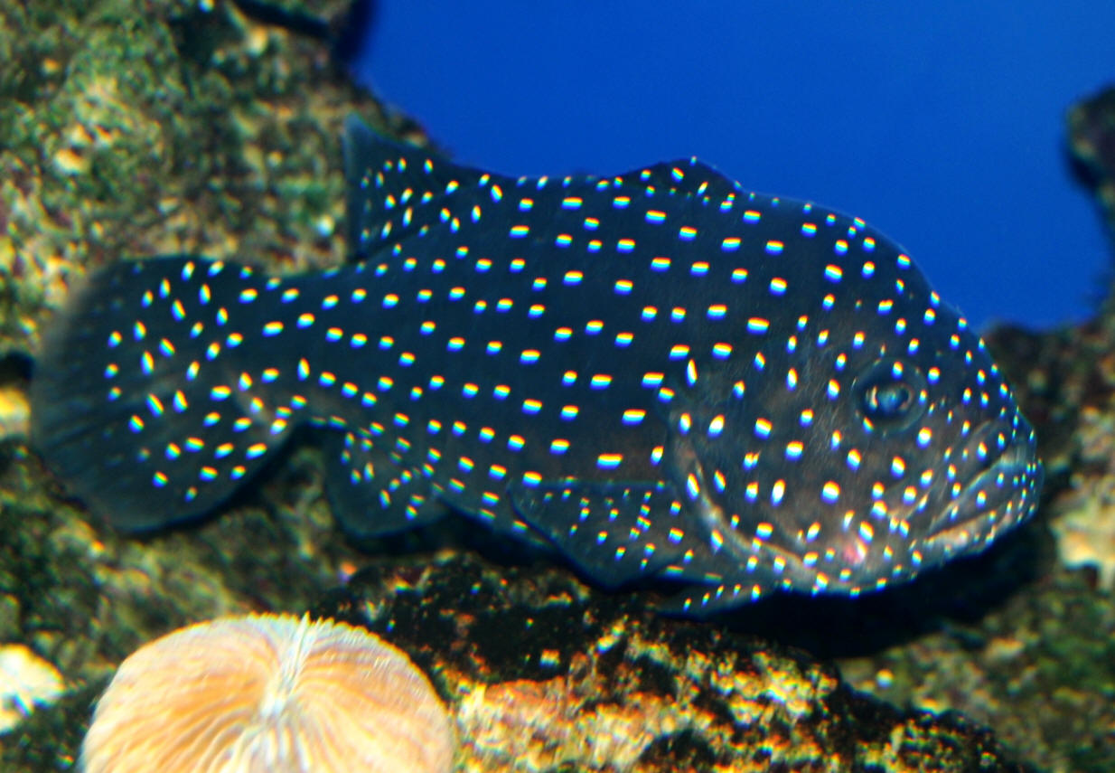 Sixline soapfish