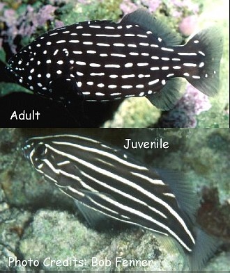 Pretty Sixline soapfish