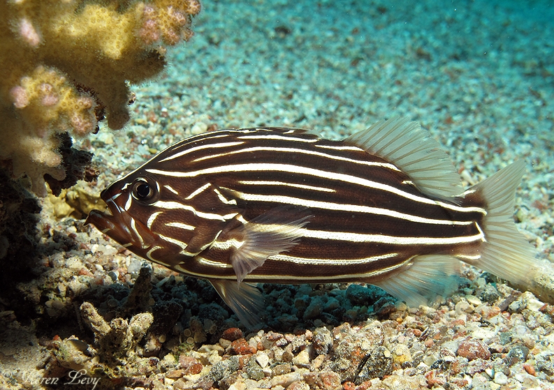 Pretty Sixline soapfish