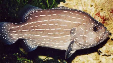 Pretty Sixline soapfish