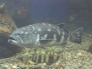 Skilfish