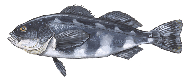 Pretty Skilfish