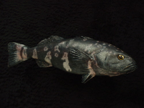 Pretty Skilfish
