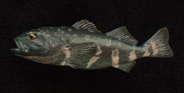 Pretty Skilfish