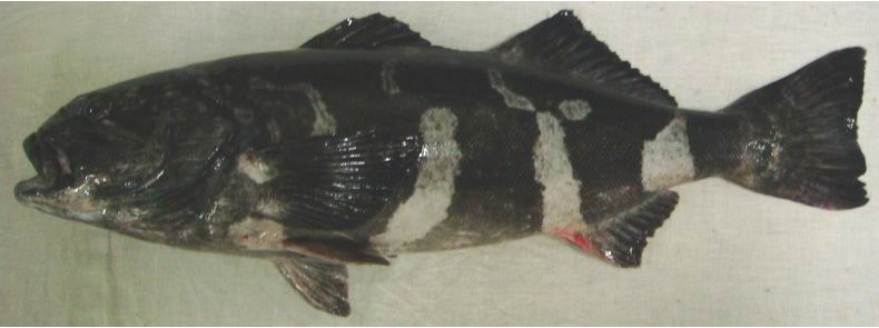 Pretty Skilfish