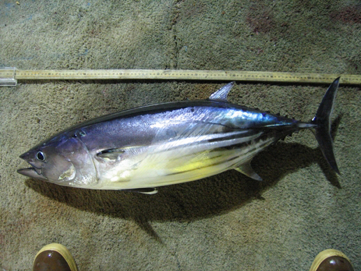Skipjack tuna