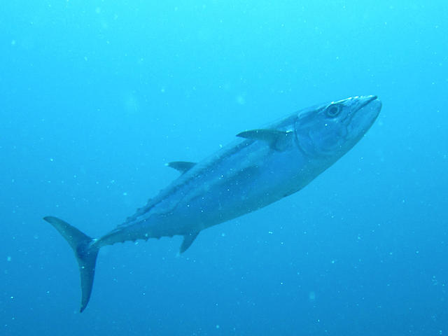 Pretty Skipjack tuna