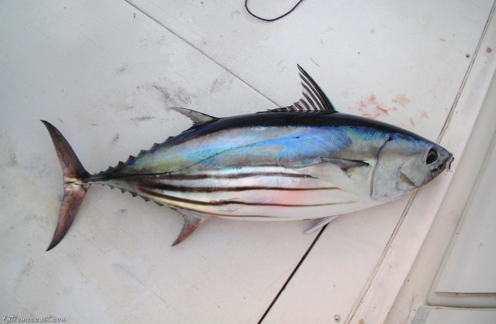 Pretty Skipjack tuna