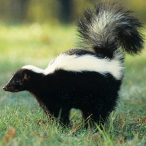 Cute Skunk