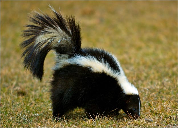 Wallpaper Skunk