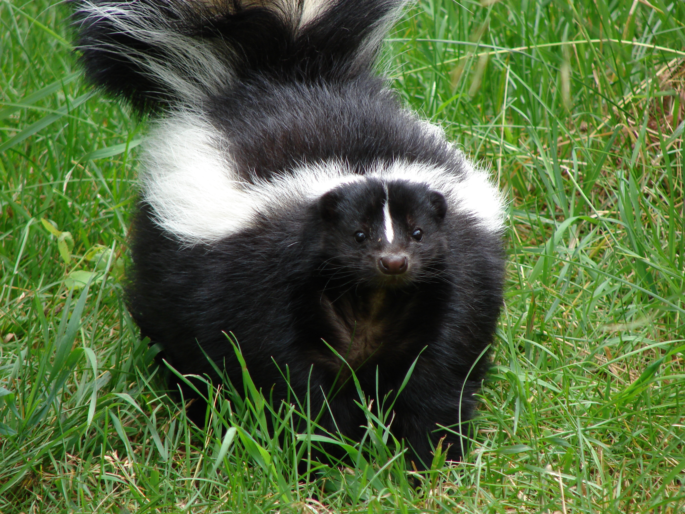 Skunk photo 