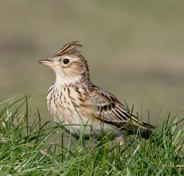 Sky lark