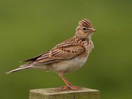 Pretty Sky lark