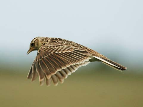 Pretty Sky lark