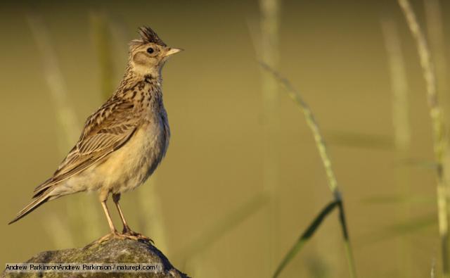 Pretty Sky lark