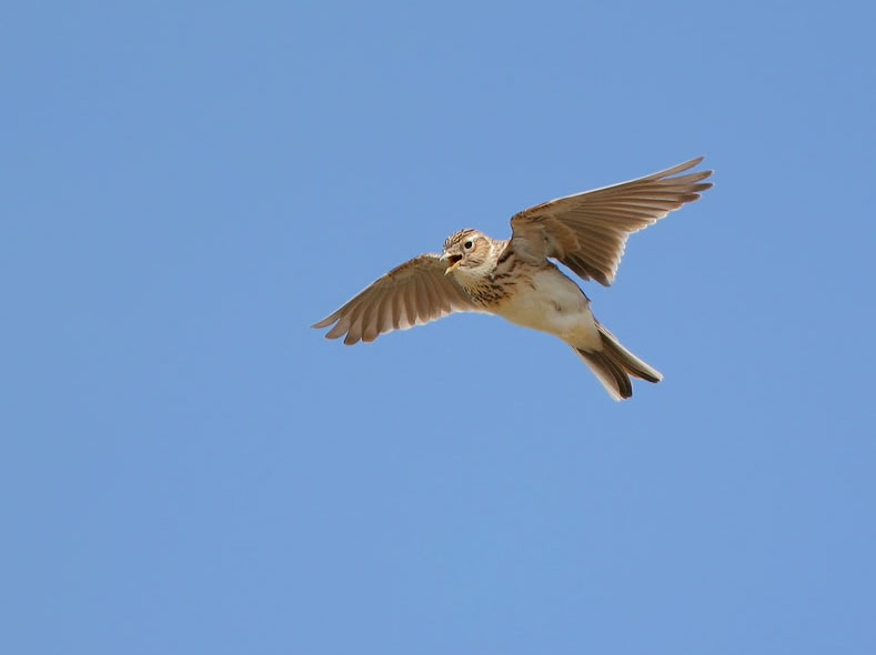 Pretty Sky lark