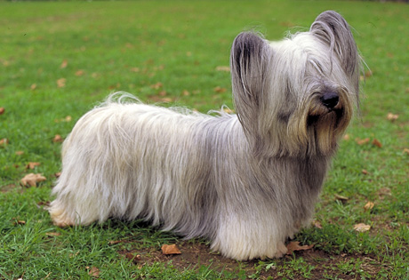 Wallpaper Skye Terrier - Dog Breed
