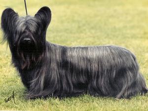 Photo Skye Terrier - Dog Breed