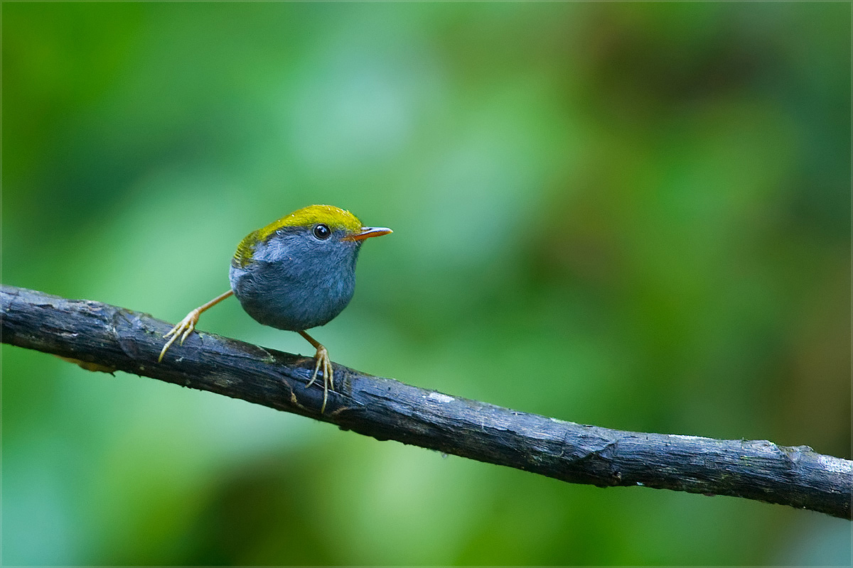 Slaty-bellied tesia