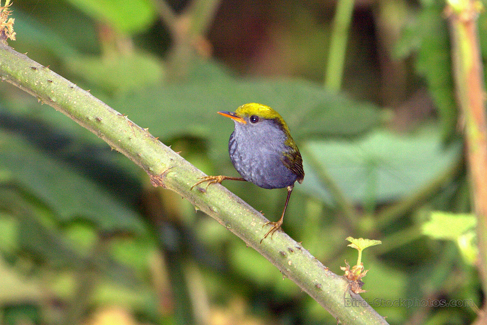 Pretty Slaty-bellied tesia