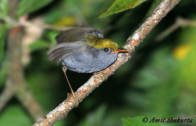 Pretty Slaty-bellied tesia