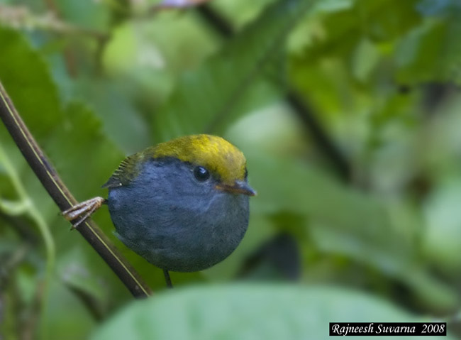 Pretty Slaty-bellied tesia