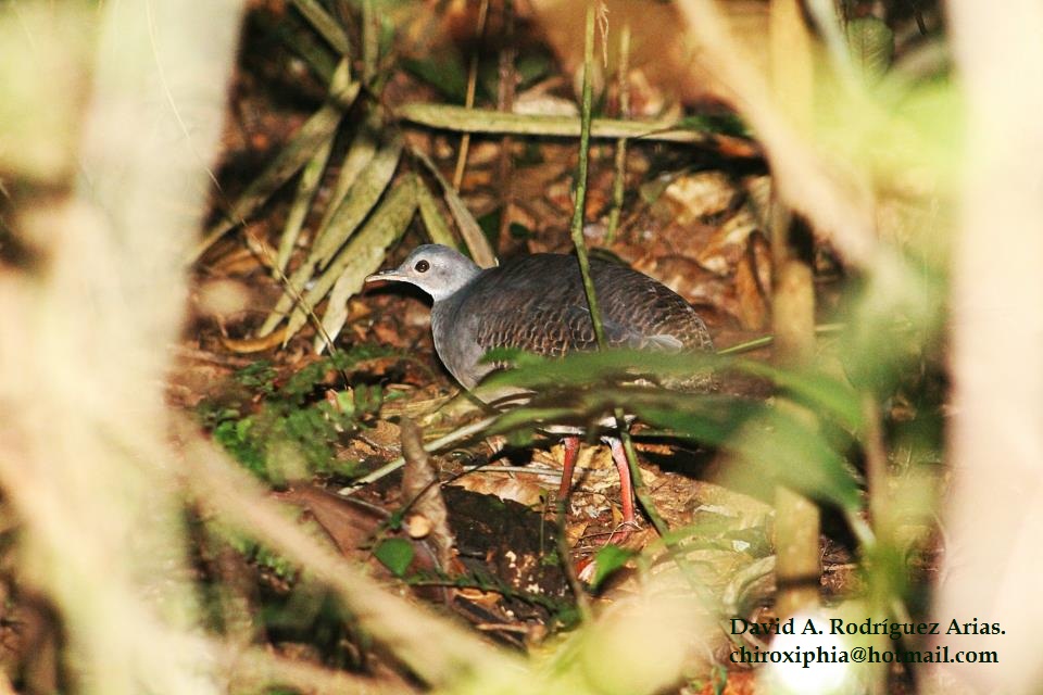 Pretty Slaty-breasted tinamou