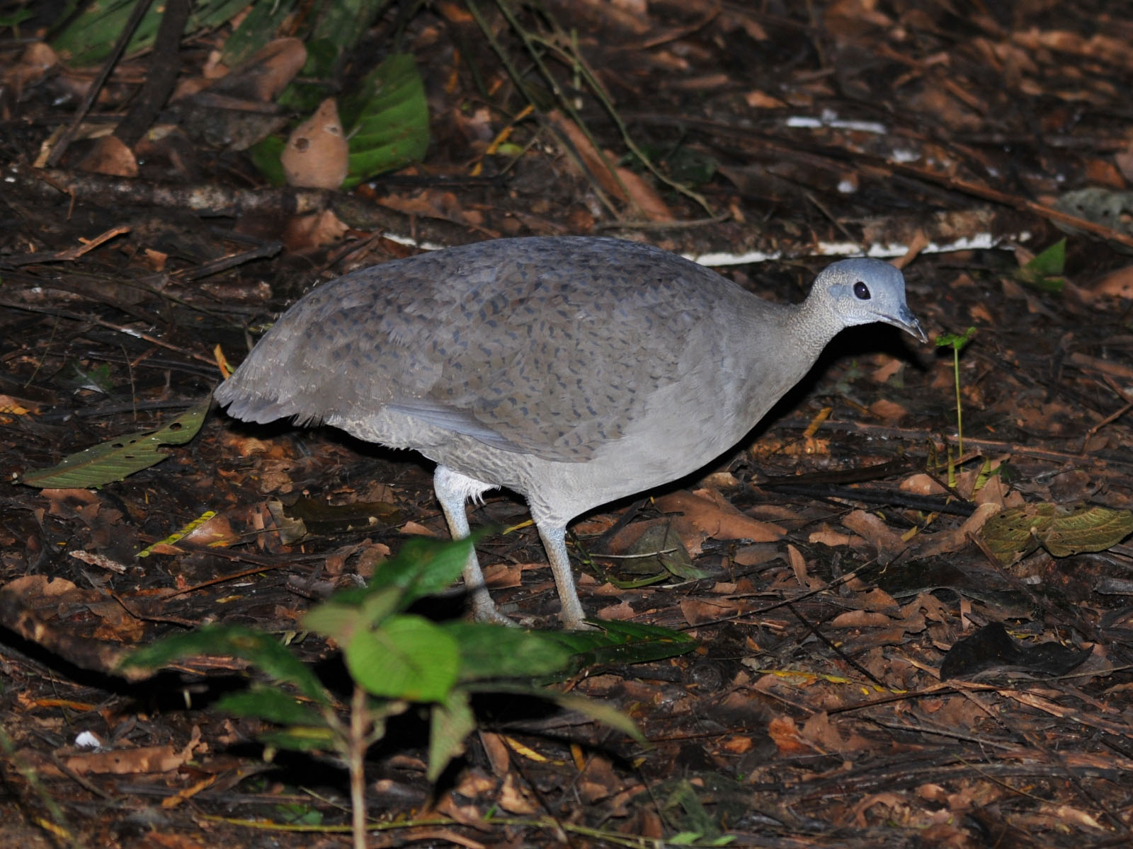 Pretty Slaty-breasted tinamou