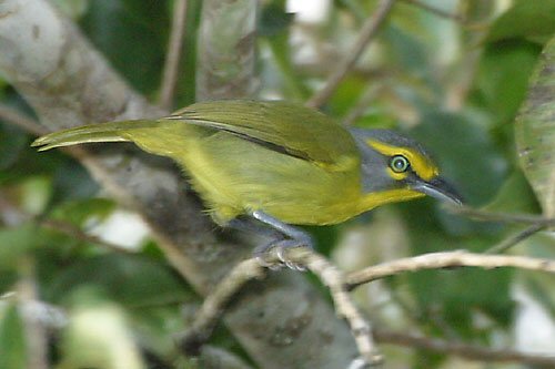 Slaty-capped shrike-vireo