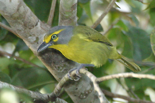 Pretty Slaty-capped shrike-vireo