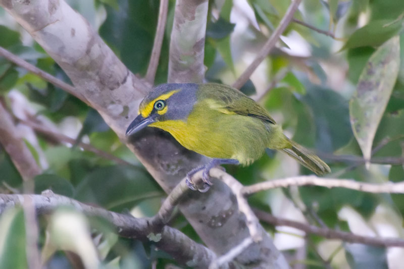 Pretty Slaty-capped shrike-vireo