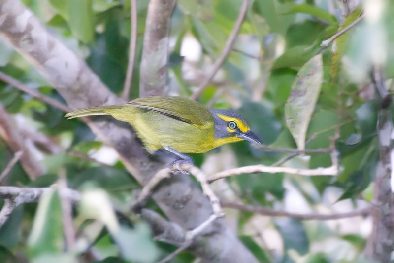 Pretty Slaty-capped shrike-vireo