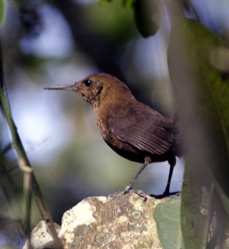 Slender-billed wren