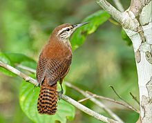 Pretty Slender-billed wren