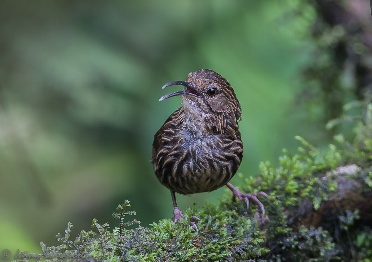 Pretty Slender-billed wren