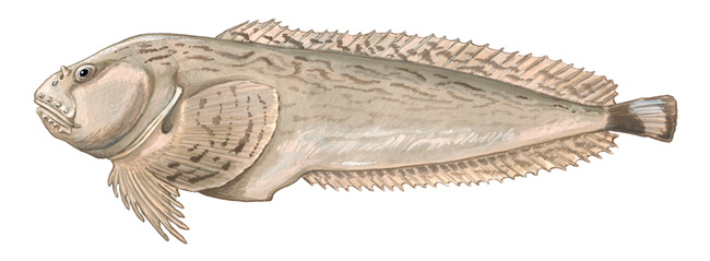 Pretty Slipskin snailfish